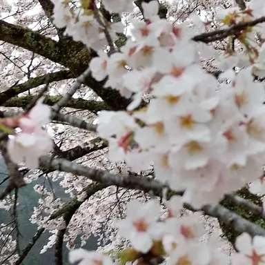 Profile image of 伊織