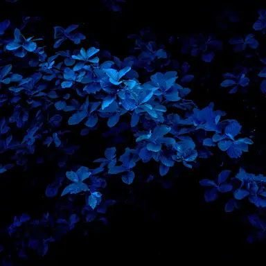 Profile image of 파이브
