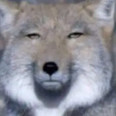 Profile image of 여우