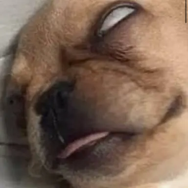 Profile image of 유니이아 여우