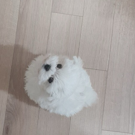 애완동물 대저택 대표 이미지