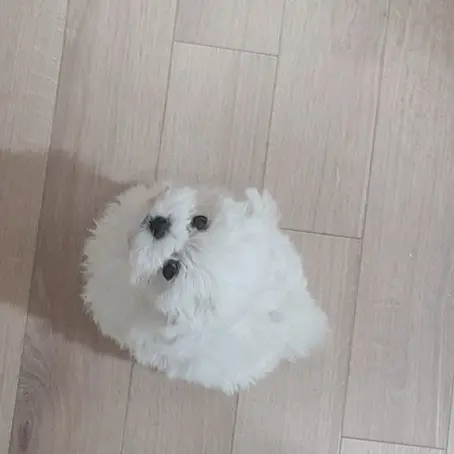 seoyeon_0511의 애완동물 대저택