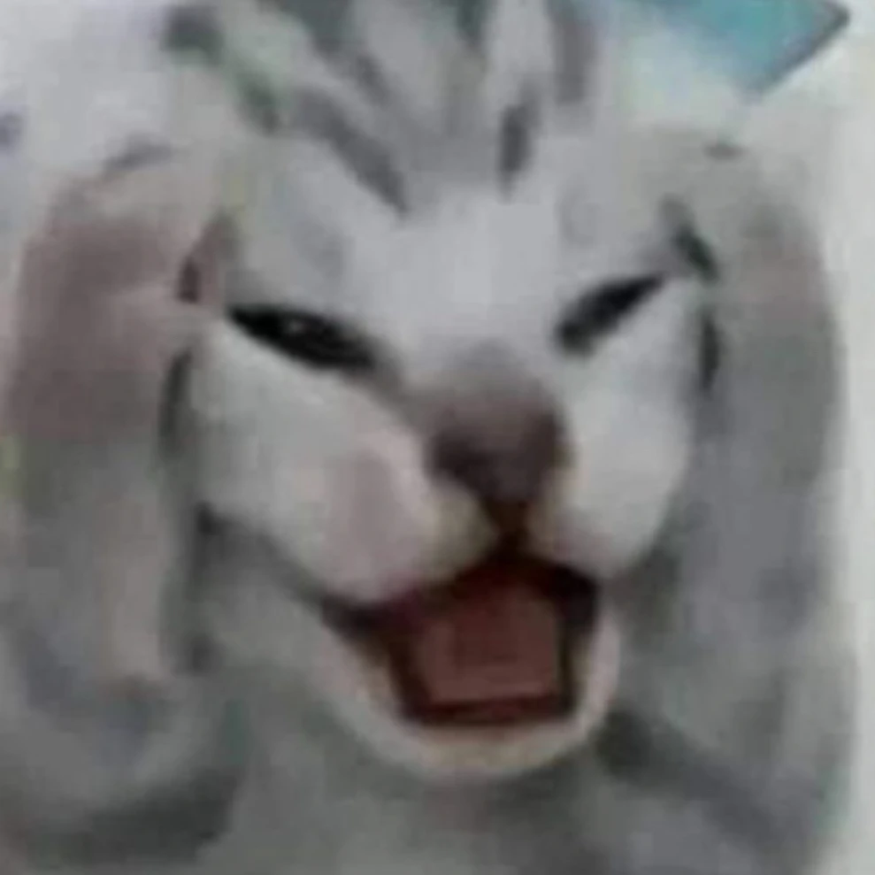 고양이