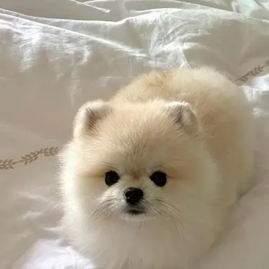 Profile image of 별이