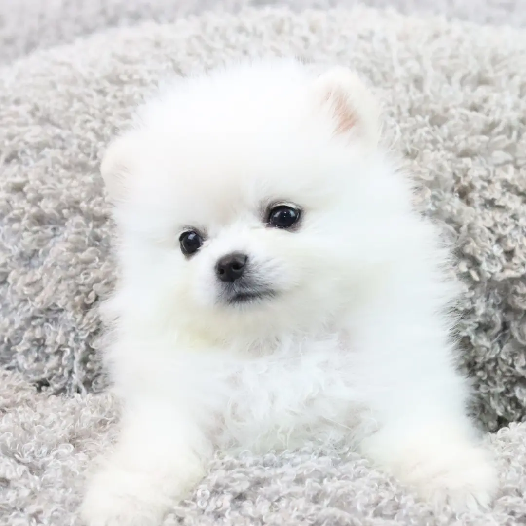aengmu의 멍뭉이