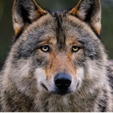 Profile image of 늑대