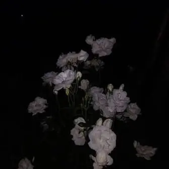 Profile image of 요미사카 모미지