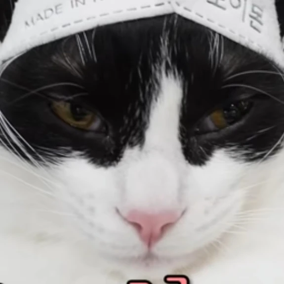 일진레오