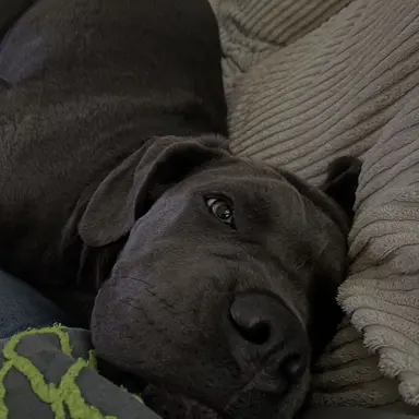 Profile image of Rocco