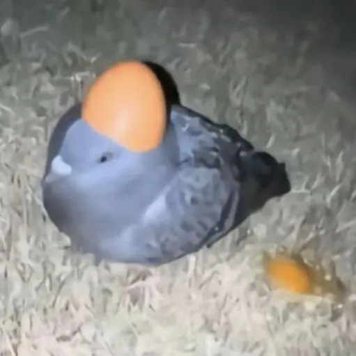 AptArm8362의 비둘기 치킨