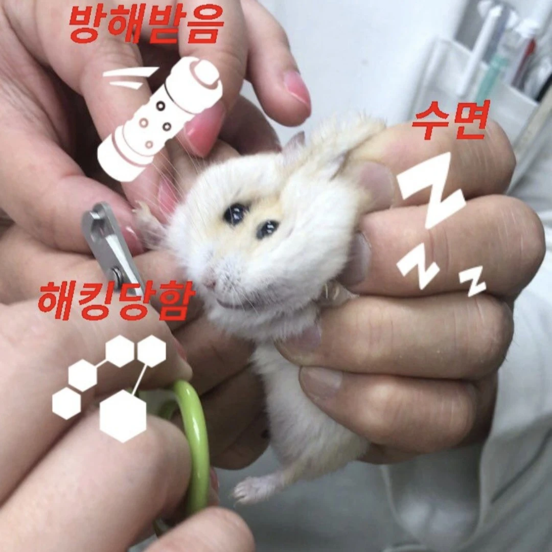 얍삽지민