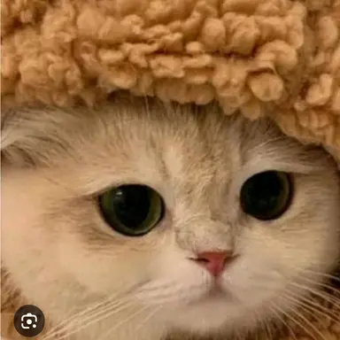 Profile image of 여우