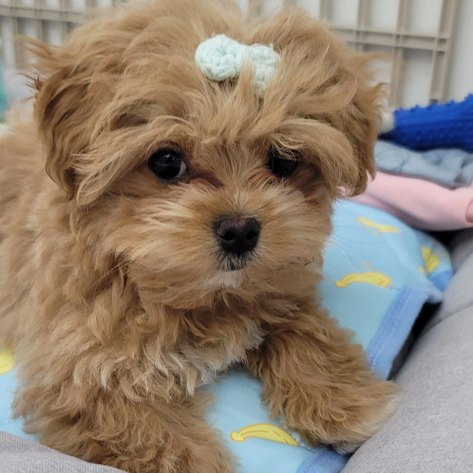두솔