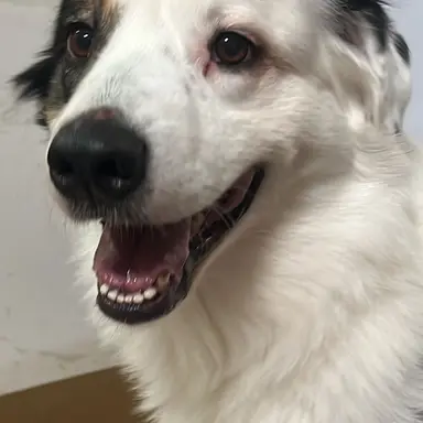 Profile image of サリネ