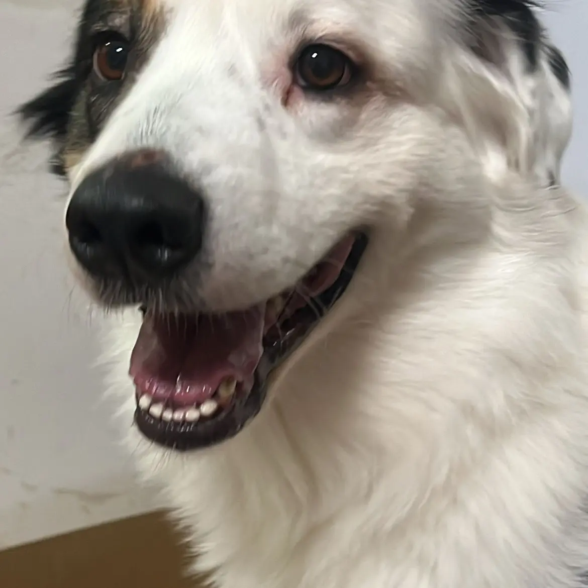 SmartPika3584의 可愛い吸血鬼