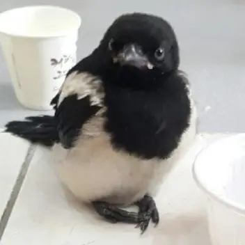FuzzyBurp6326의 까치