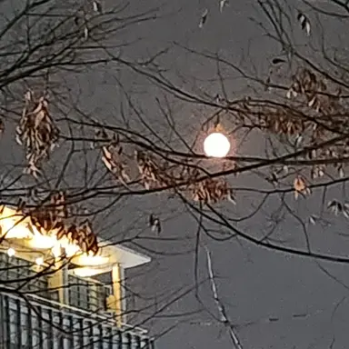 Profile image of 레바