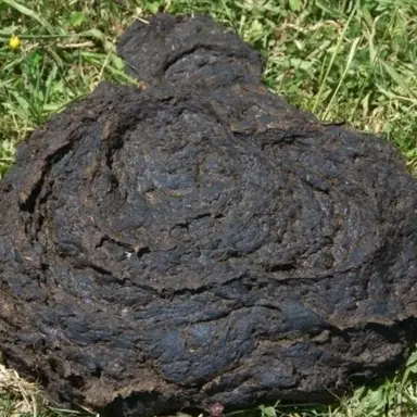 Profile image of 누가도눈썩을뜻돼지놈
