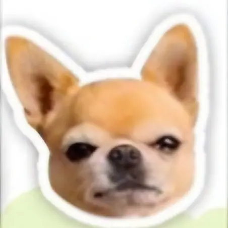 16669의 치와와 영철이