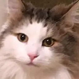 supersammbbong의 고양이 가문(묘 가문)