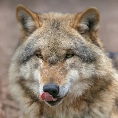 Profile image of 늑대
