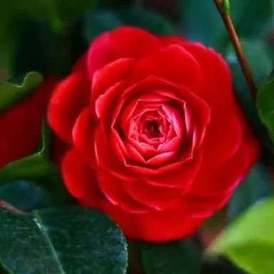 Profile image of 라더