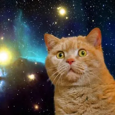 Profile image of 猫