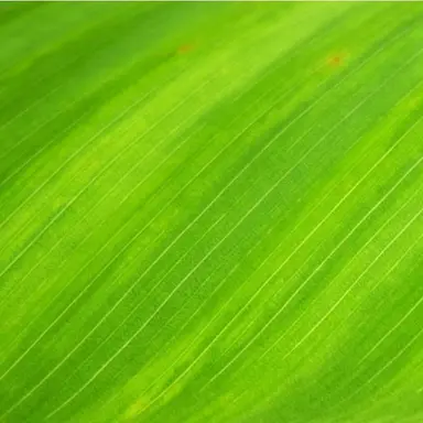 Profile image of 오뉴