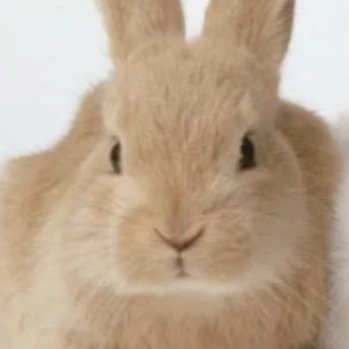 버티