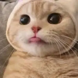 Profile image of 서영
