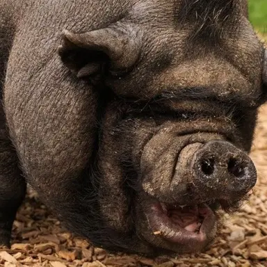 Profile image of 꿀돼지