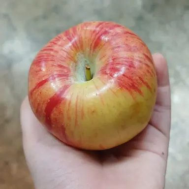 Profile image of 토미오카 시유