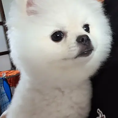 Profile image of 백현