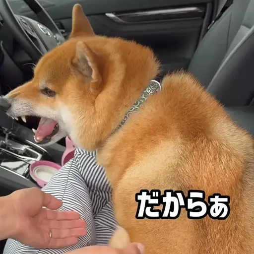 KamimuraHina의 小太郎くん（子犬）