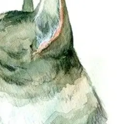 Profile image of Cat