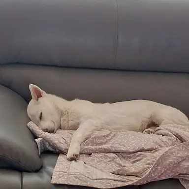 Profile image of 김도룽