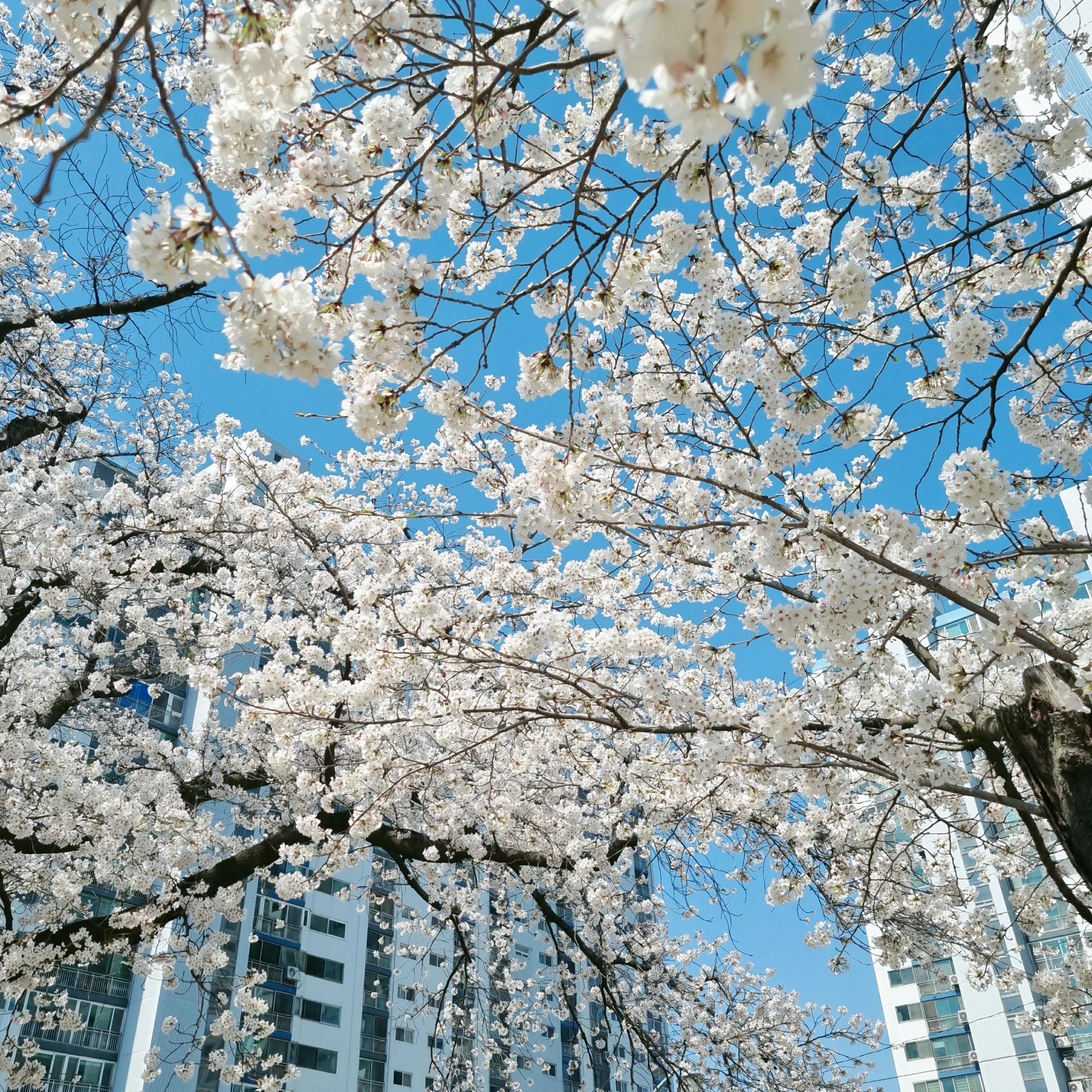 멜로우