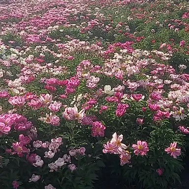 Profile image of 신승아 경장