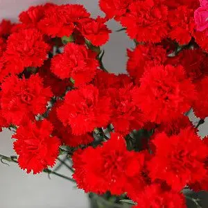 Profile image of 엘리엇