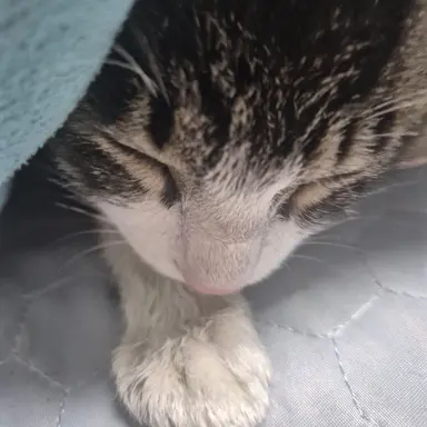 Profile image of 이여우