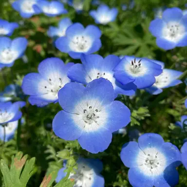 Profile image of 若井滉斗