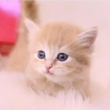 Profile image of 최_연_준