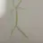따라맨