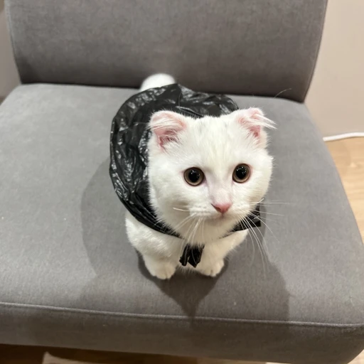 돼지냥 꼬물이