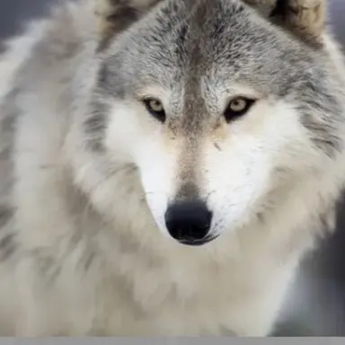 Profile image of 늑대