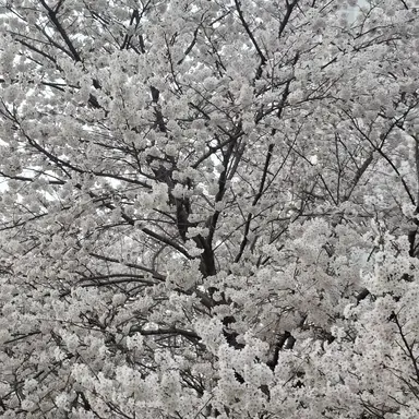 Profile image of 장 피에르 폴나레프