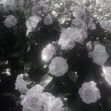 Profile image of 栞莉