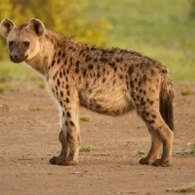 Profile image of 하이에나