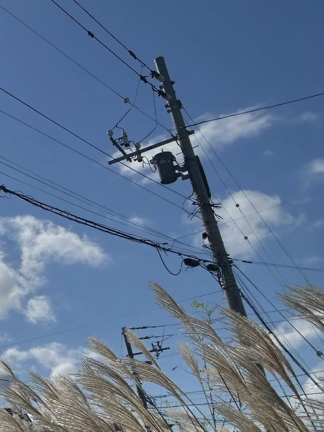 SilkyLemur3945의 せんせ？