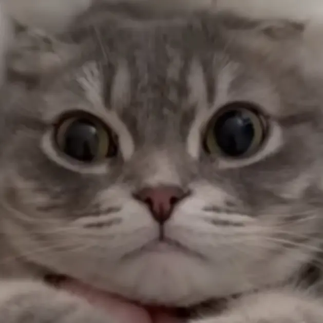 CattyLip6669의 냥냥이